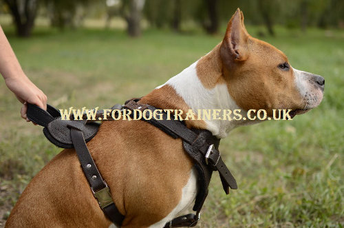 Staffy Harness