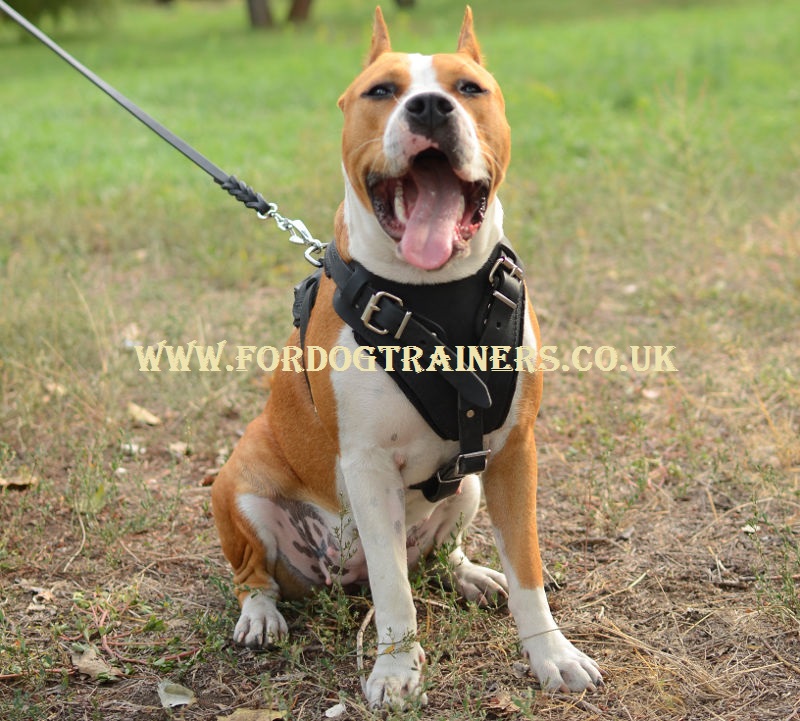 Staffy Harness UK Staffordshire Bull Terrier Harness £