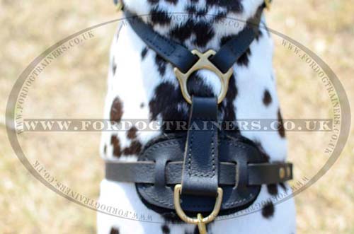 Best dog harness