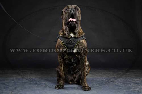 Cane Corso dog harness