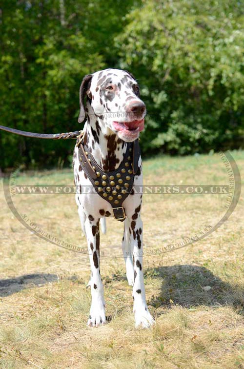 Luxury dog harness for Dalmatian