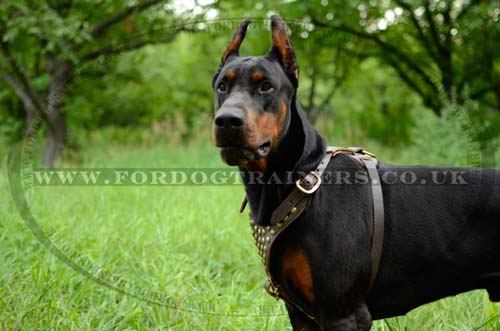 Studded leather dog harness