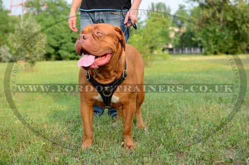 Padded dog harness