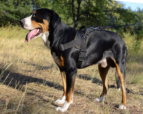 Training Harness on the Greater Swiss Mountain Dog