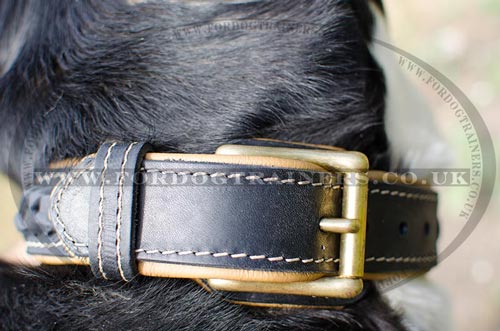 Swiss Mountain Dog Collar