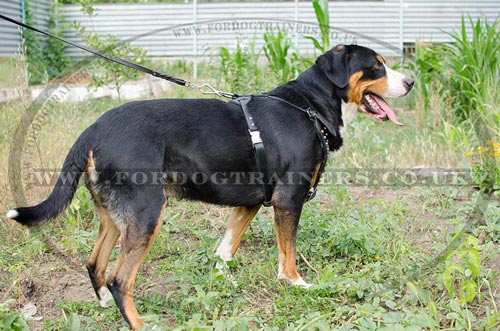 Swiss Mountain Dog Harness