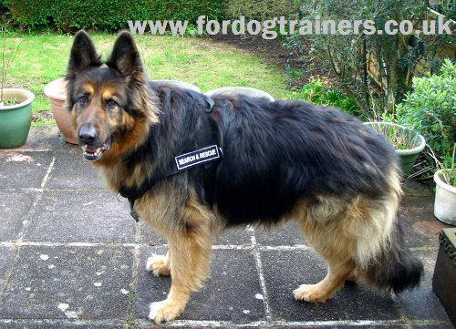 German Shepherd Walking Harness UK