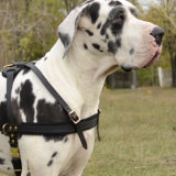 Pulling Dog Harness