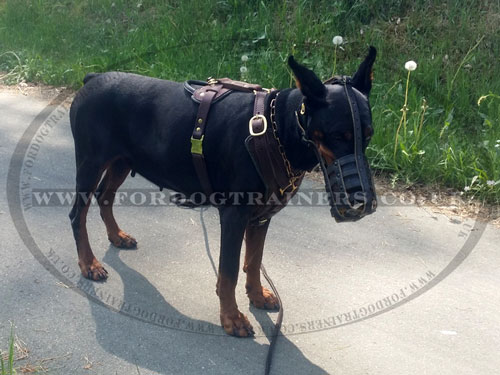 Doberman Harness UK