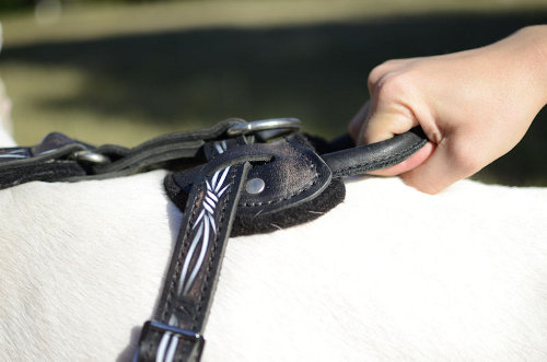 Dog harness with handle