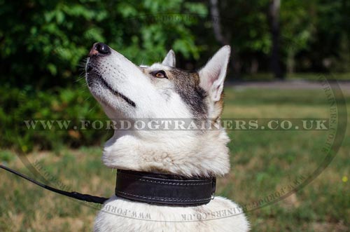 West Siberian Laika dog collars