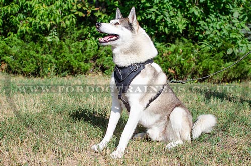 Husky Training Dog Harness UK