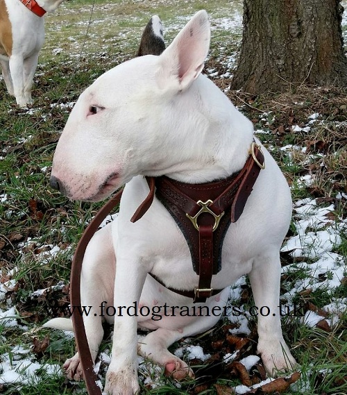 Buy Bullterrier Harness UK