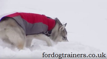 dog exercises in snow