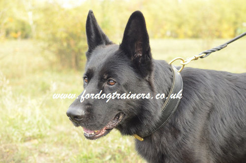 Leather Dog Collar for German Shepherd