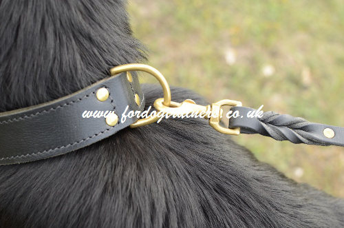The Best Dog Collar for German Shepherd
