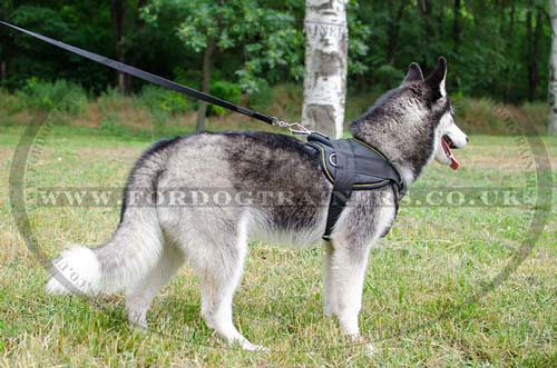akita husky dog harness