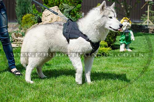 akita husky dog harness