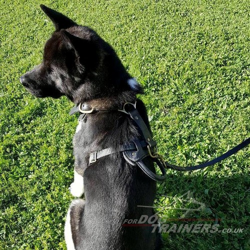 Akita Harnesses UK