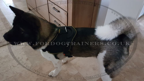 Akita Inu Dog Harness