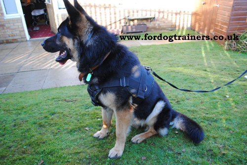 Nylon Dog Harness with Handle