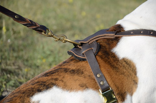 designer dog harness