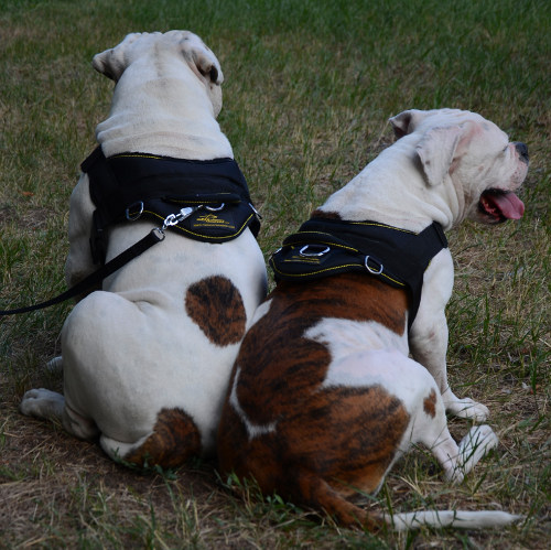 American Bulldogs training dog harness