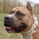 American Staffordshire Terrier