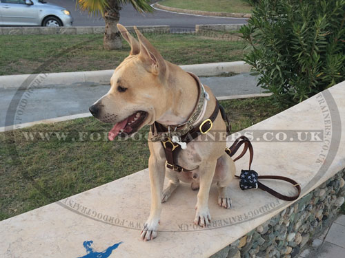 Amstaff Harness UK