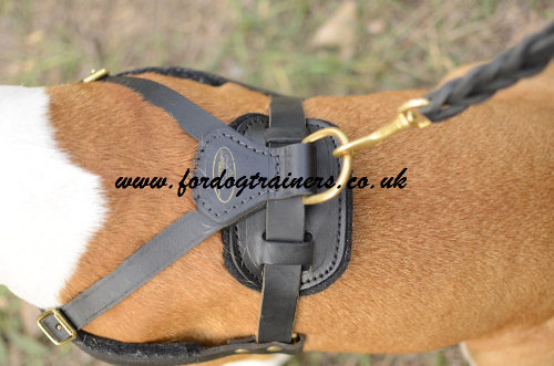 Amstaff harness for weight pulling