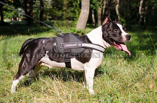 Amstaff Harness UK with reflexive strap