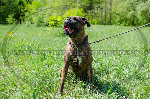 Luxury dog harness UK