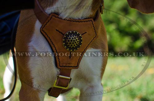 Beagle harness UK