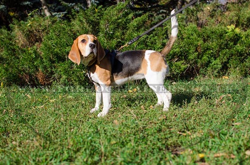 Small dog harness for Beagle