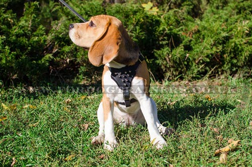 Small Dog Harness for Beagle