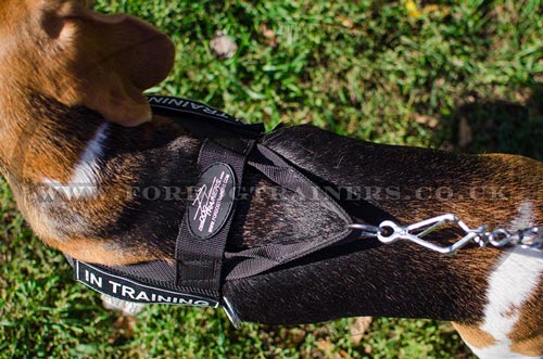 No Pull Harness for Beagle with Handle