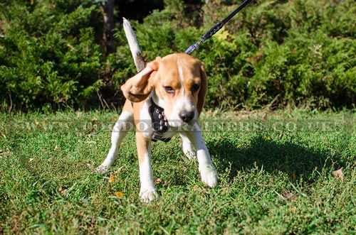 Small Dog Harness for Beagle