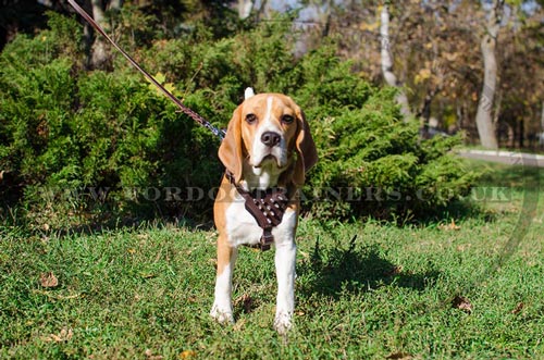 Small Dog Harness for Beagle