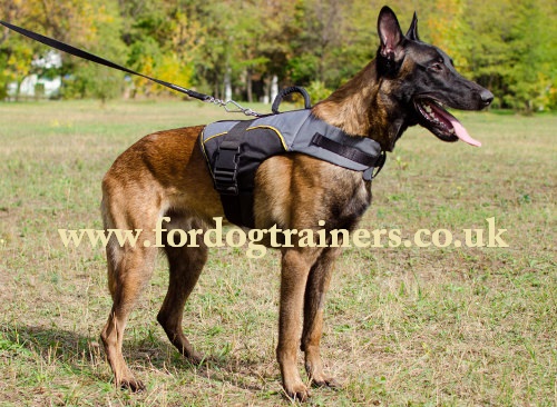 Dog Vest UK