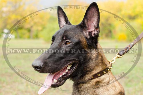 Belgian Shepherd Malinois