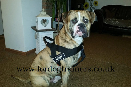 American Bulldog Harness for Sale