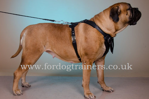 padded dog harness for bullmastiff training