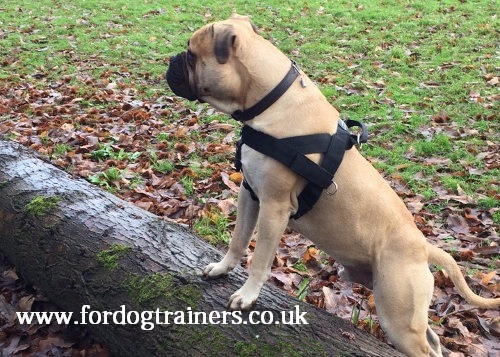 bullmastiff training harness