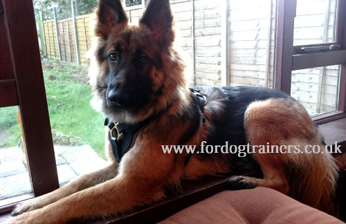 german shepherd harness K9