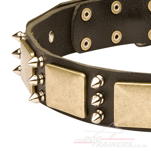 Best dog collar