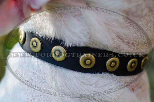Leather Dog Collars for Bull Terriers