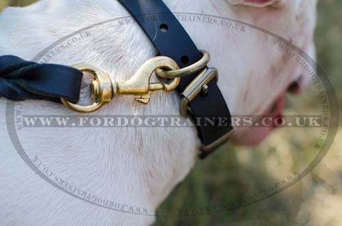 Leather Dog Collars for Bull Terriers
