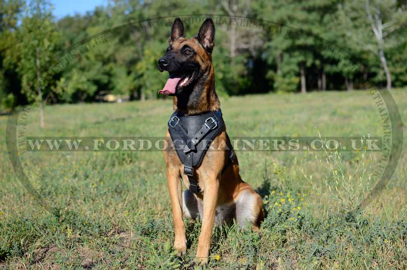 dog malinois harness belgian shepherd training leather attack agitation protection