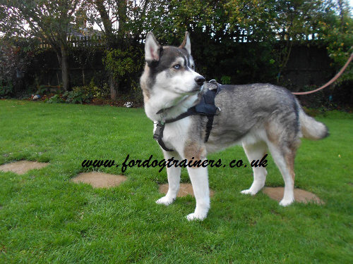 Husky Dog Harness