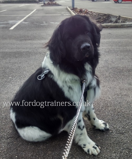 Newfoundland Harness UK